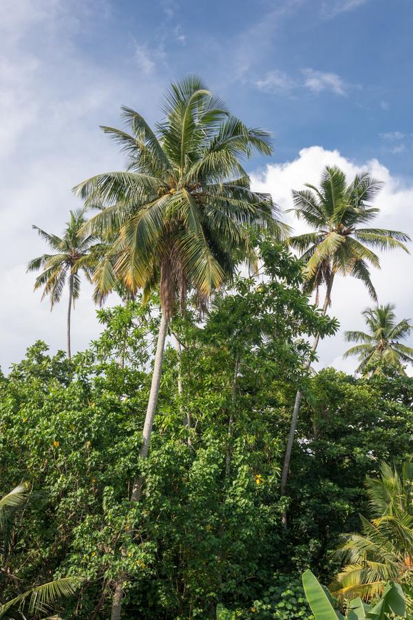 Tropical Paradise Bed & Breakfast Matara Exterior photo